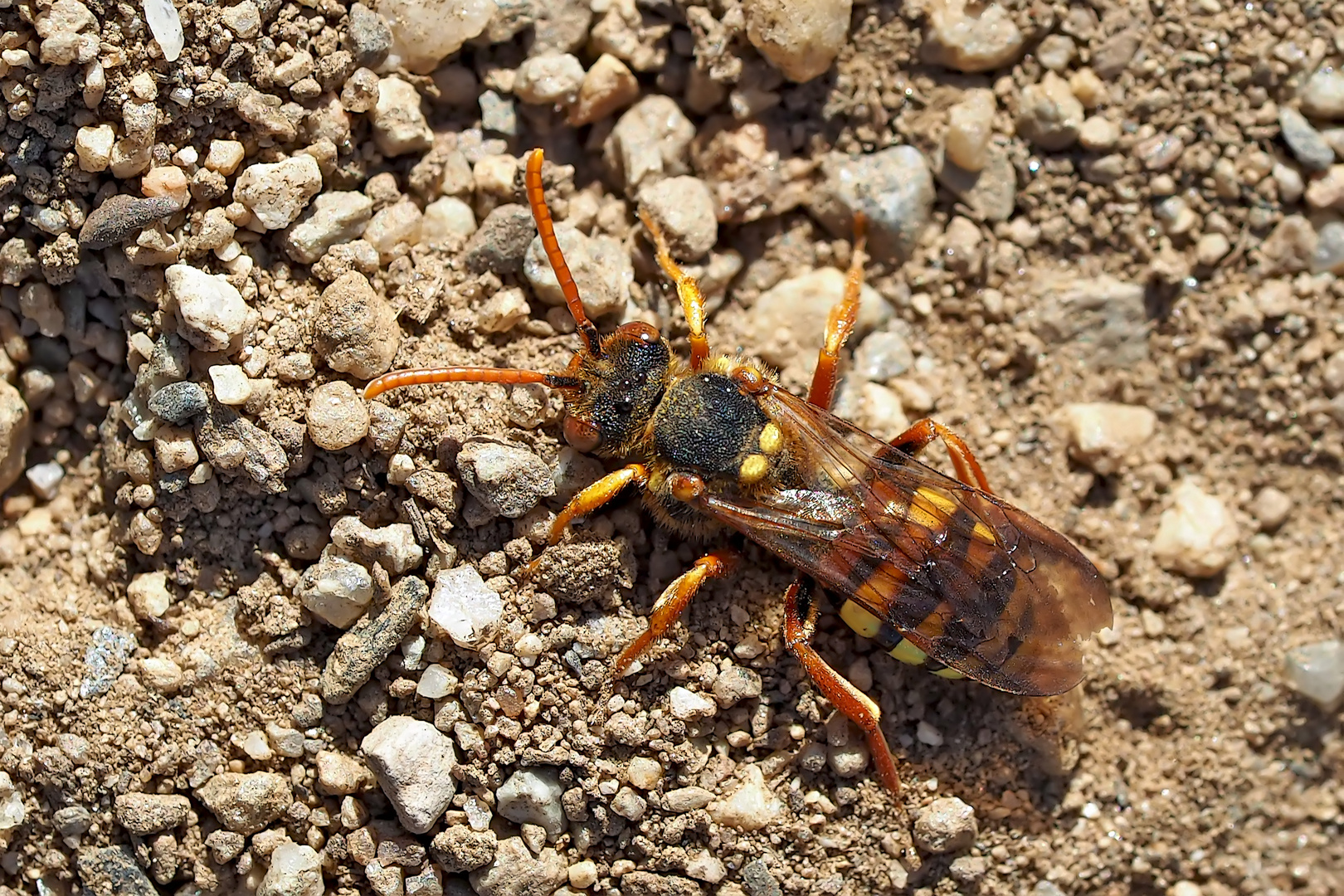 Die Wespenbiene in ihrer Funktion als Kuckucksbiene! - Une abeille avec un comportement de coucou!