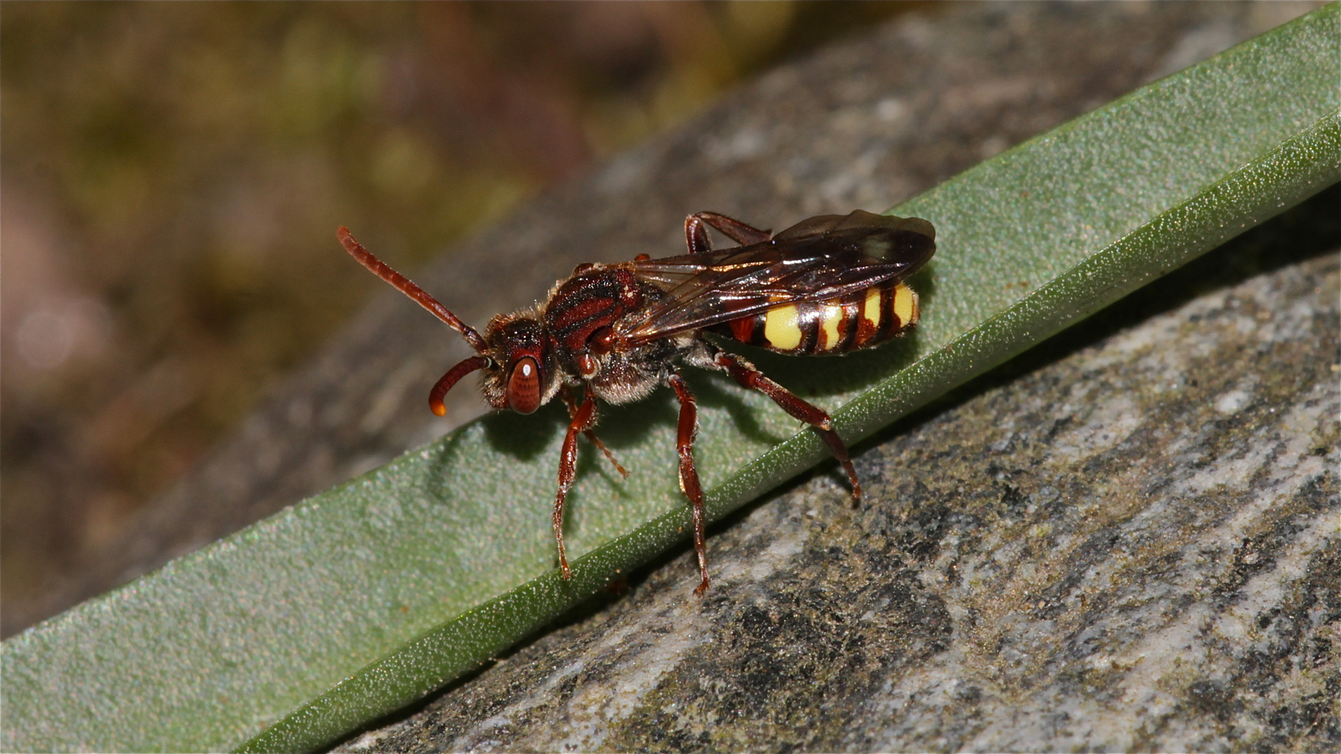 Die Wespenbiene Nomada marshamella lauert am Andrena haemorrhoa-Nest