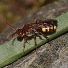 Die Wespenbiene Nomada marshamella lauert am Andrena haemorrhoa-Nest