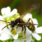 Die Wespenbiene war gestern 