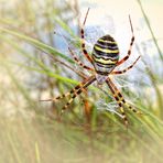 Die Wespenspinne.......... (Argiope bruennichi)