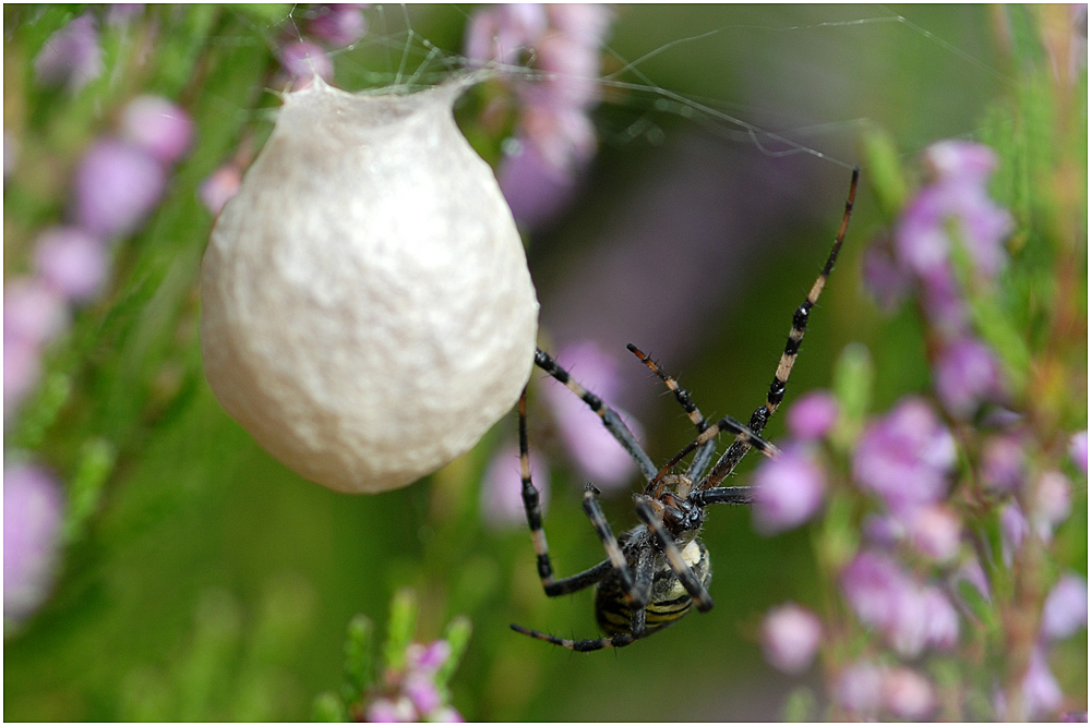 Die Wespenspinne (Argiope bruennichi) ....