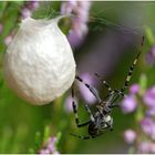 Die Wespenspinne (Argiope bruennichi) ....