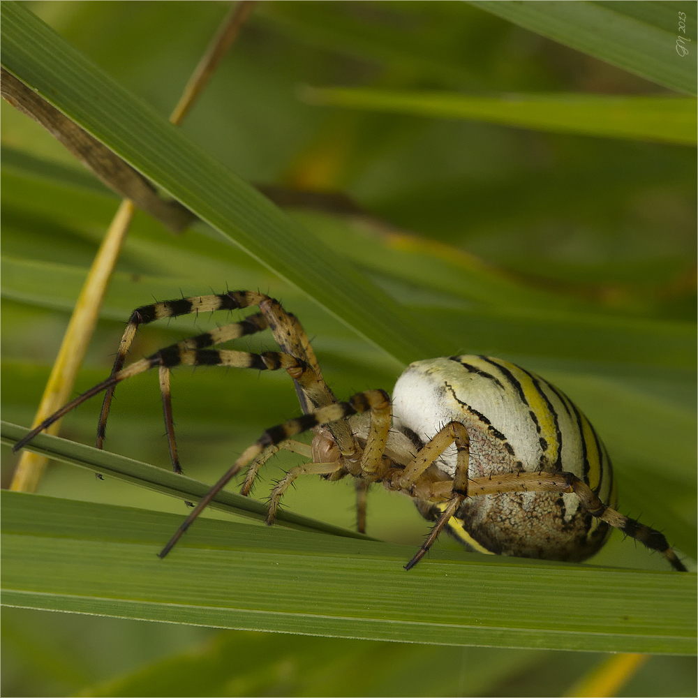 Die Wespenspinne (Argiope bruennichi)