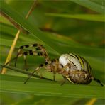 Die Wespenspinne (Argiope bruennichi)