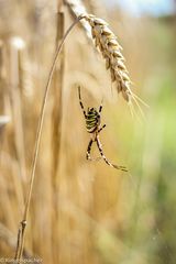 Die Wespenspinne (Argiope bruennichi)