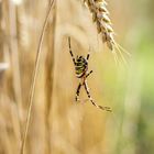 Die Wespenspinne (Argiope bruennichi)