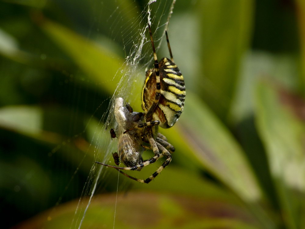 Die Wespenspinne (Argiope bruennichi)