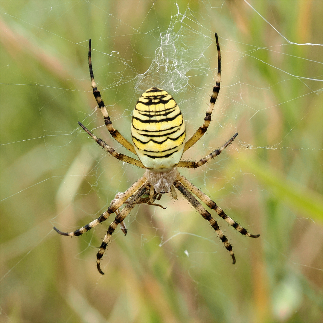 Die Wespenspinne (Argiope bruennichi) auch Zebraspinne genannt  .....