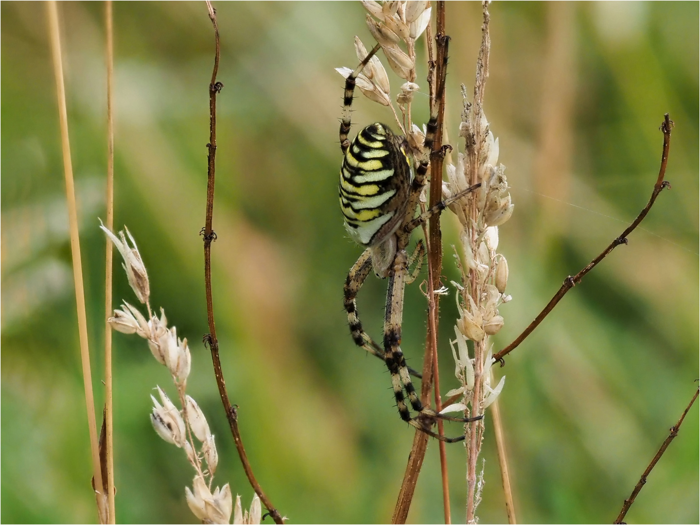 Die Wespenspinne (Argiope bruennichi)  .....