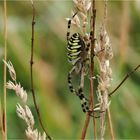 Die Wespenspinne (Argiope bruennichi)  .....