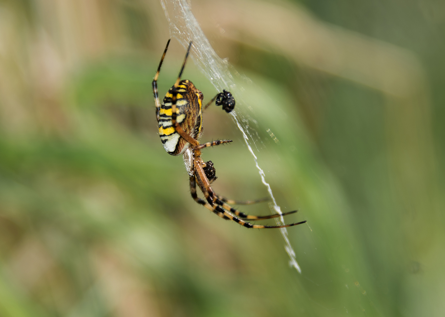 Die Wespenspinne (Argiope bruennichi)