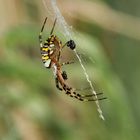 Die Wespenspinne (Argiope bruennichi)