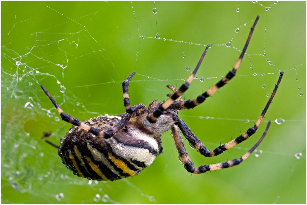 Die Wespenspinne (Argiope bruennichl)