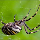 Die Wespenspinne (Argiope bruennichl)