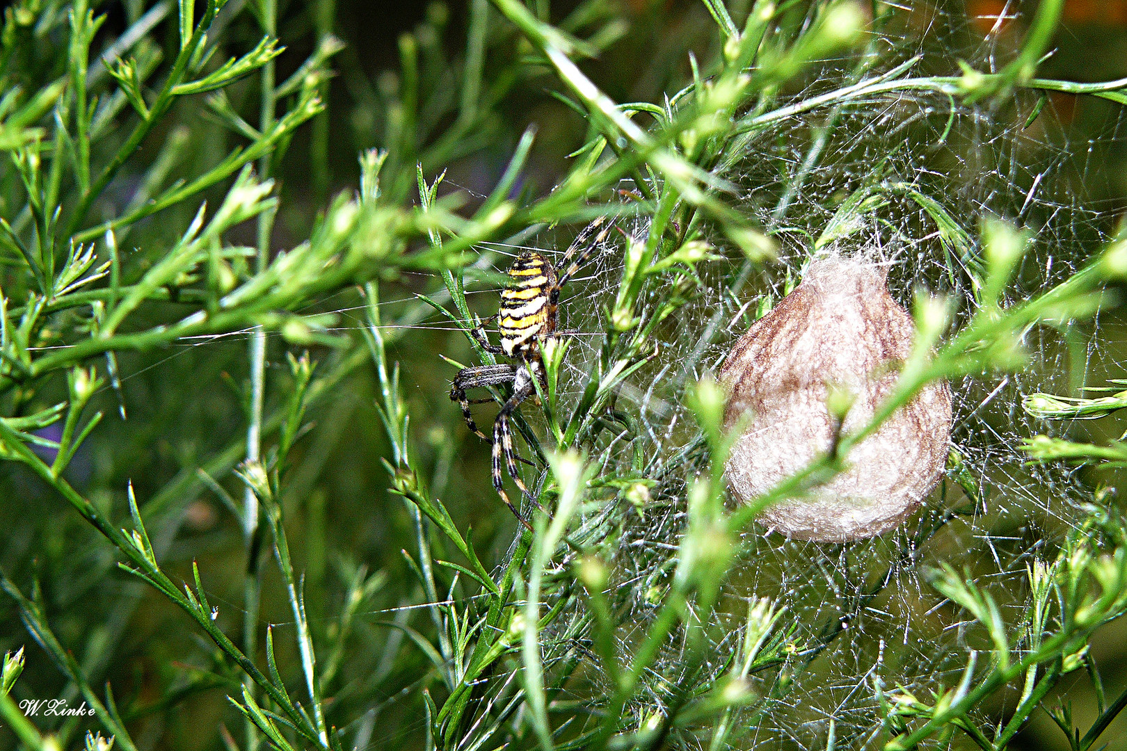 Die Wespenspinne bewacht ihr Nest