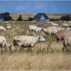 Die Westerhever Lämmer-Trilogie