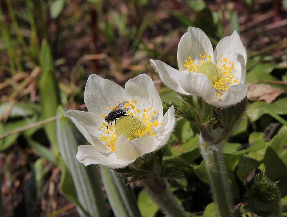 Die Westliche Berganemone, Western Anemone (Pulsatilla occidentalis)...