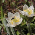 Die Westliche Berganemone, Western Anemone (Pulsatilla occidentalis)...