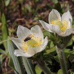 Die Westliche Berganemone, Western Anemone (Pulsatilla occidentalis)...