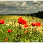 Die Westpfalz blüht