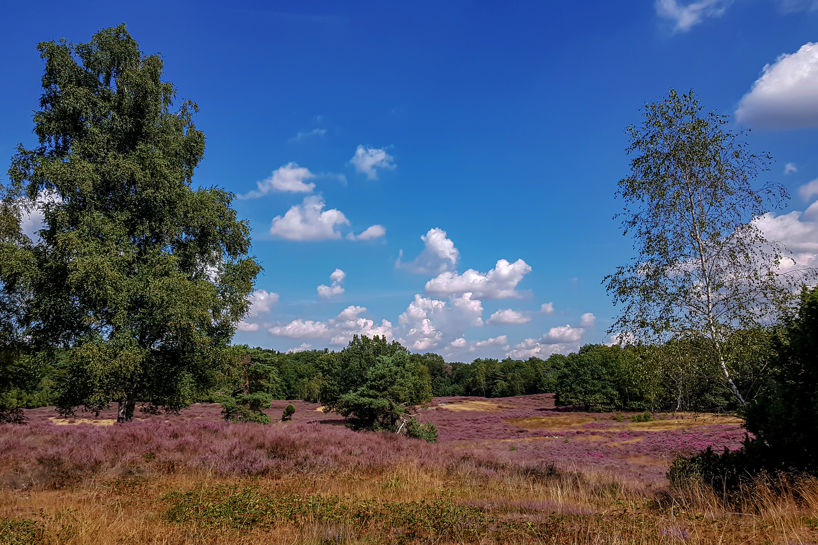 Die Westruper Heide Foto & Bild world, natur, landschaft Bilder auf