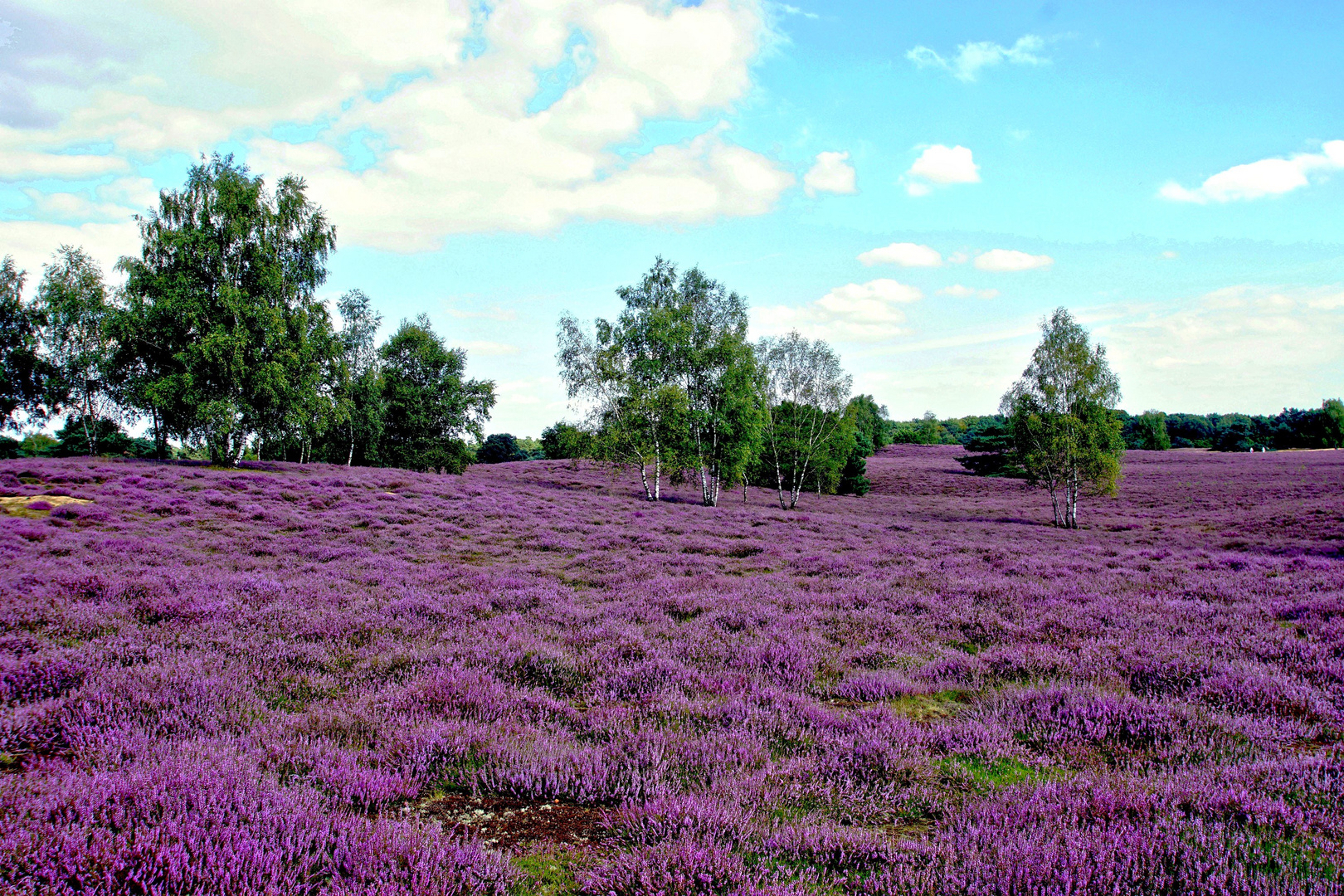 Die Westruper Heide.