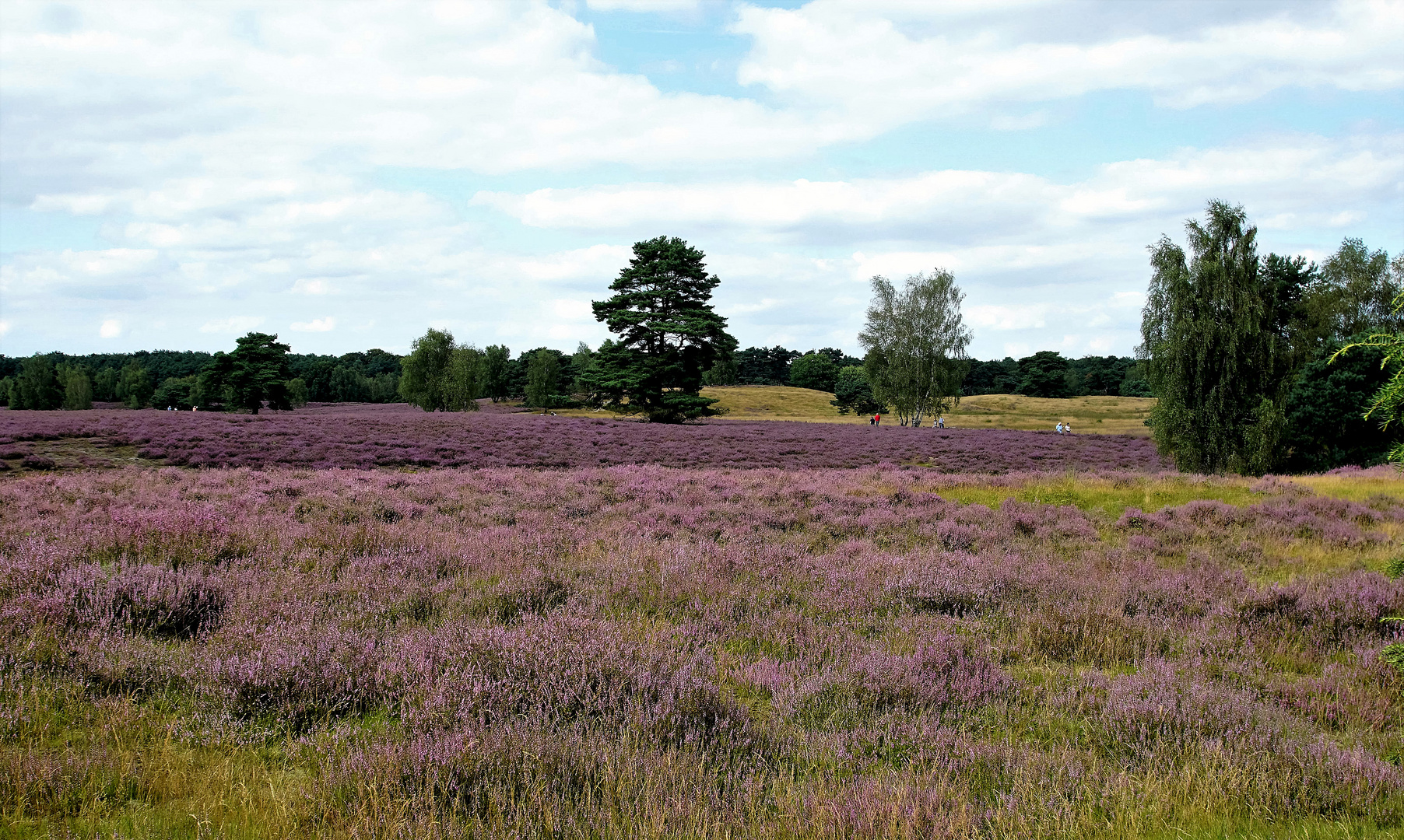 Die Westruper Heide...