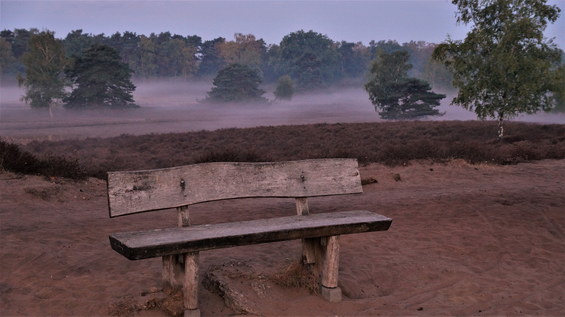 Die Westruper Heide im Morgennebel