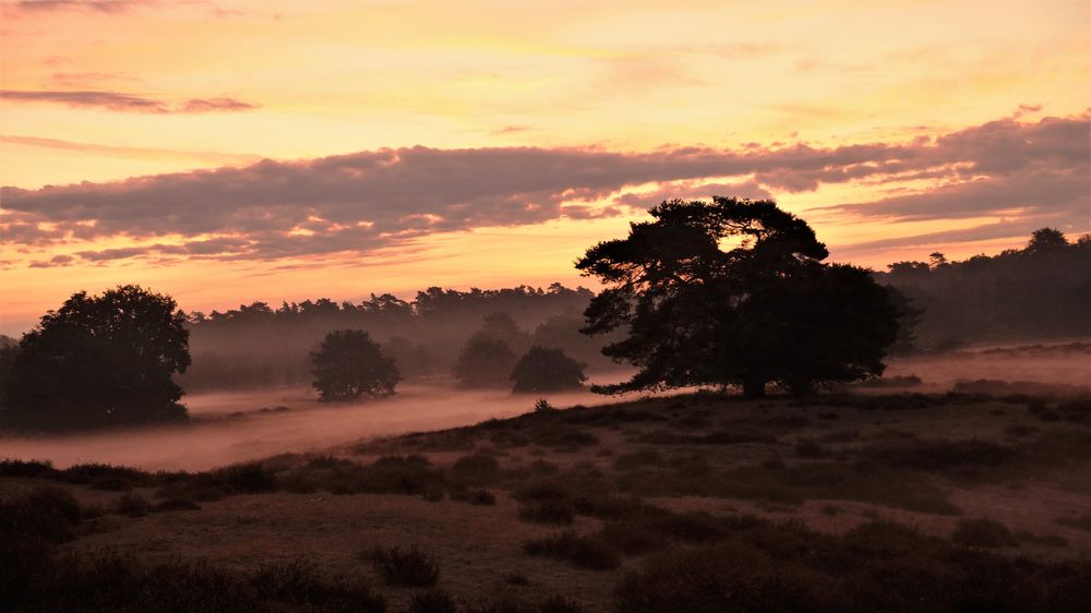 Die Westruper Heide im Morgennebel