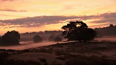 Die Westruper Heide im Morgennebel