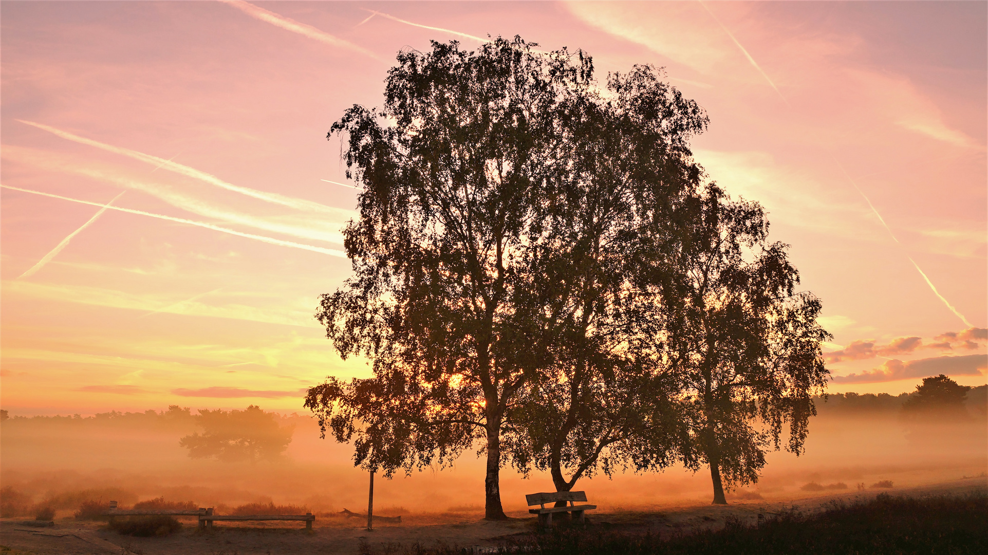 Die Westruper Heide im Morgennebel