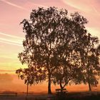 Die Westruper Heide im Morgennebel