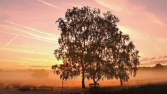 Die Westruper Heide im Morgennebel