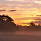 Die Westruper Heide im Morgennebel