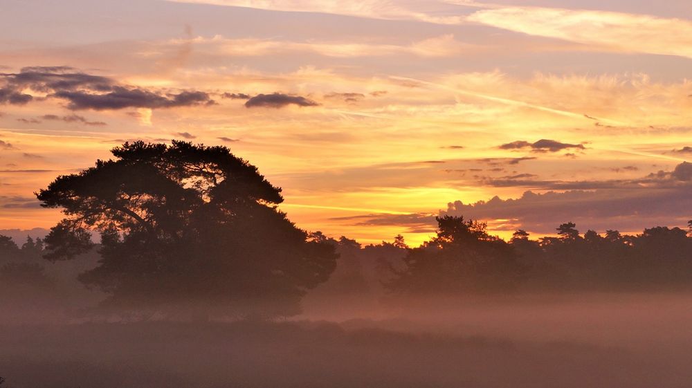 Die Westruper Heide im Morgennebel