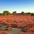 Die Westruper Heide in Haltern