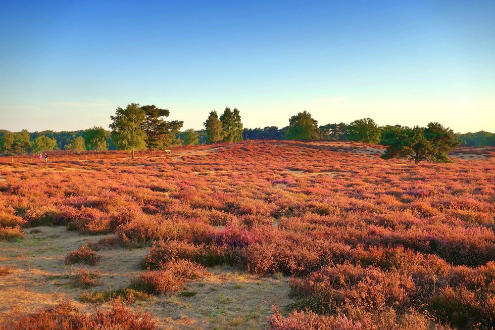 Die Westruper Heide in Haltern