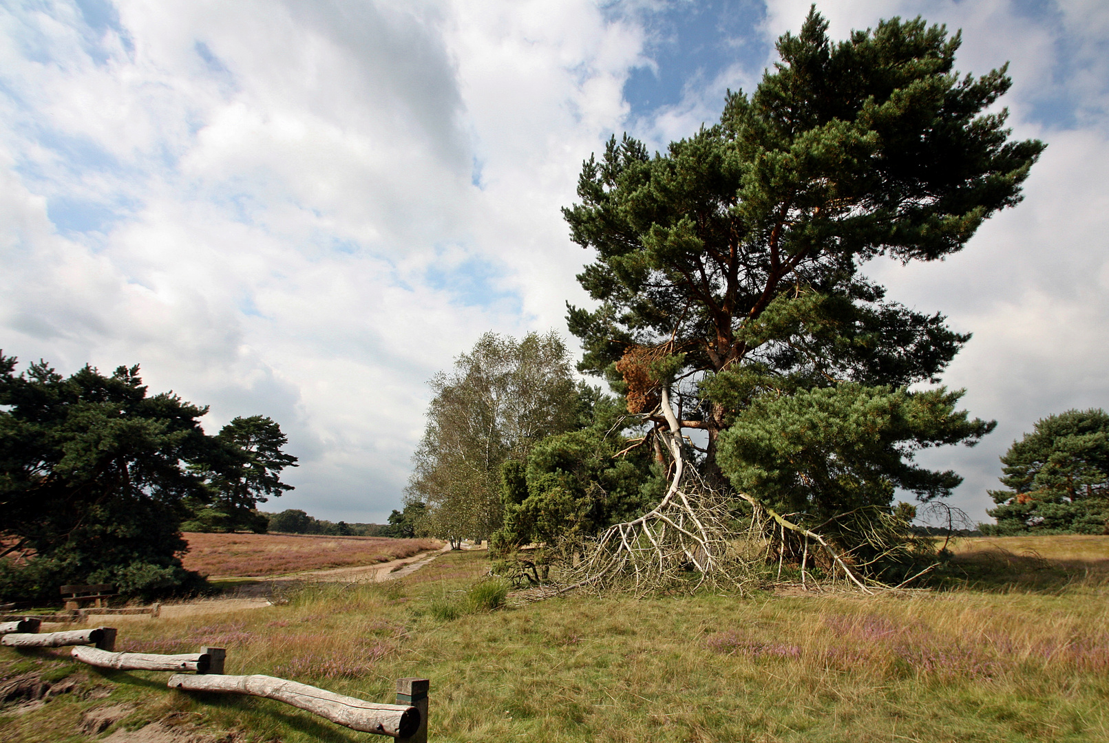 Die Westruper Heide in NRW