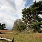 Die Westruper Heide in NRW