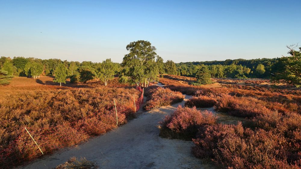 Die Westruper Heide Morgens um 9 Uhr