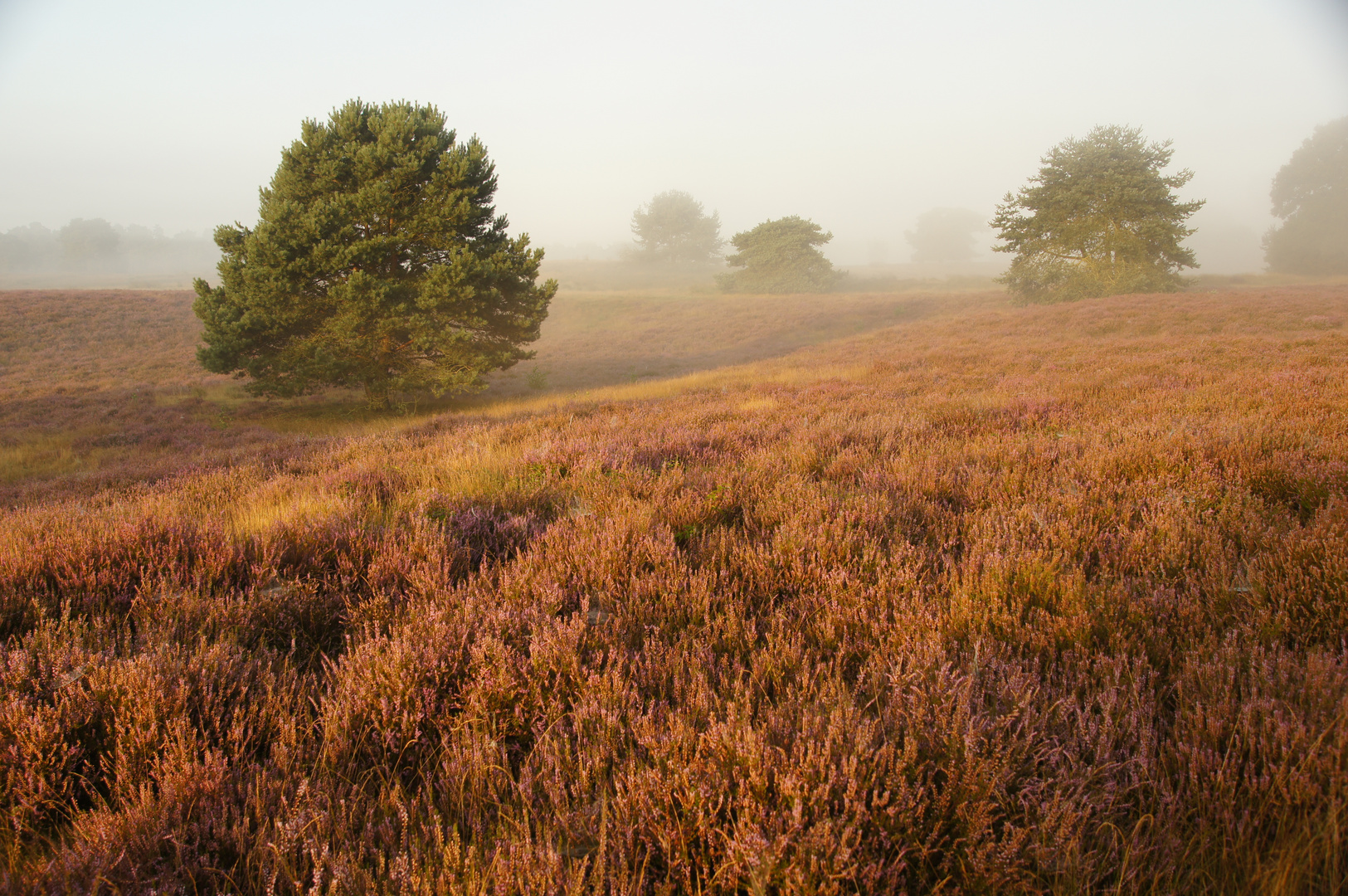 Die Westrupper Heide am frühen Morgen.