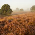 Die Westrupper Heide am frühen Morgen.