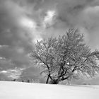 Die Wetterbuche vom Schliffkopf sw