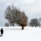 die wetterbuchen 