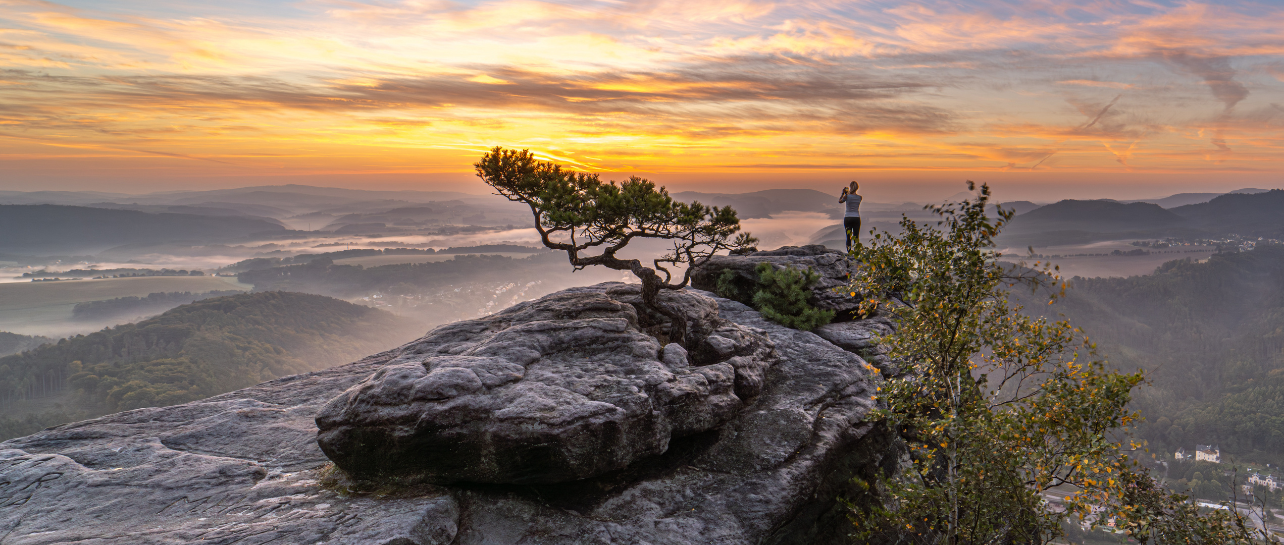 die Wetterkiefer auf dem Lilienstein