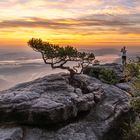 die Wetterkiefer auf dem Lilienstein