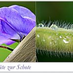 Die Wicke von der Blüte zur Schote