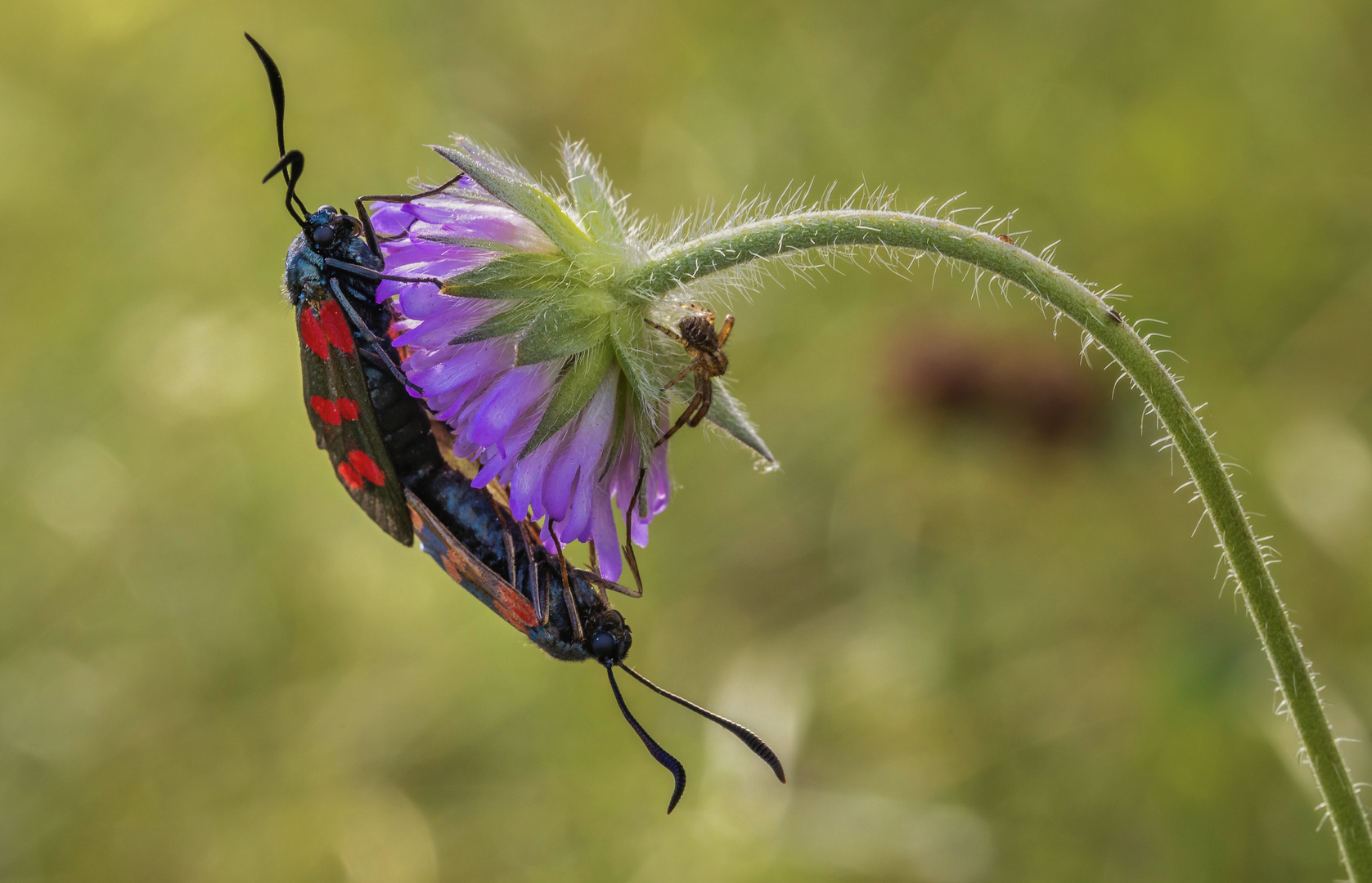 Die Widderchen und die Spinne