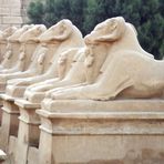 die Widdersphynxallee von Karnak
